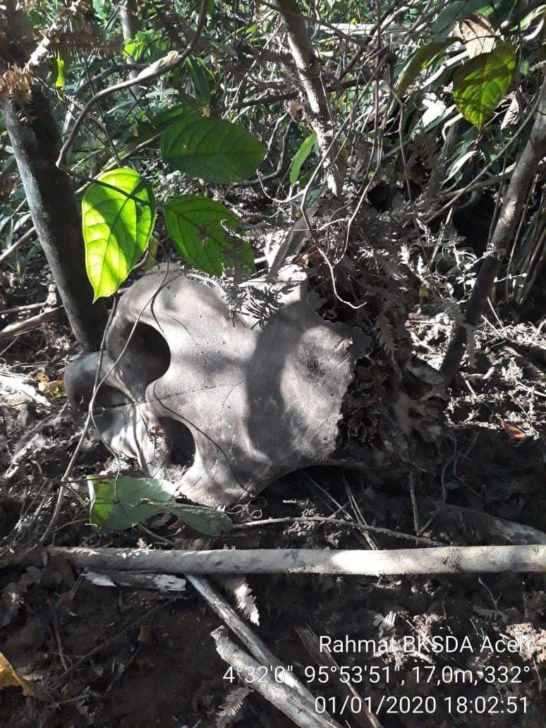 Tengkorak Gajah Sumatra yang mati tersetrum pagar listrik di Aceh Jaya (IDN Times/BKSDA Aceh)