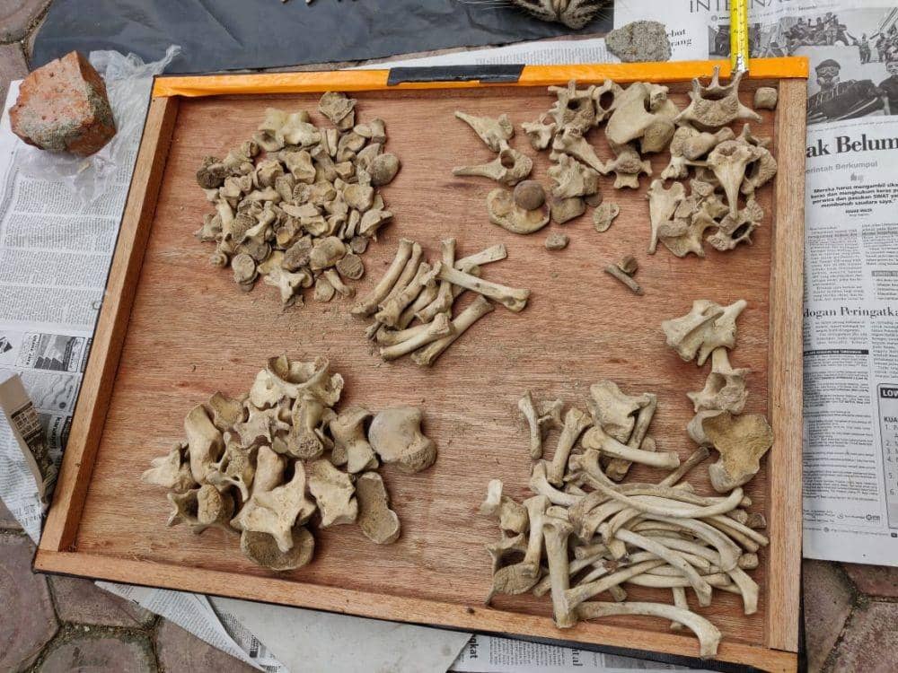 Tulang belulang Harimau Sumatra (IDN Times/Humas Polda Aceh)