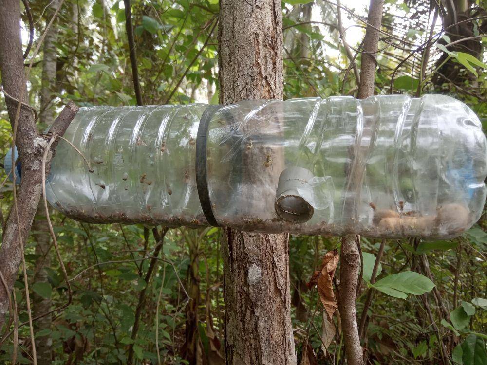 Perangkap lalat buah dengan memodifikasi botol air mineral. IDN Times/Mohamad Ulil Albab