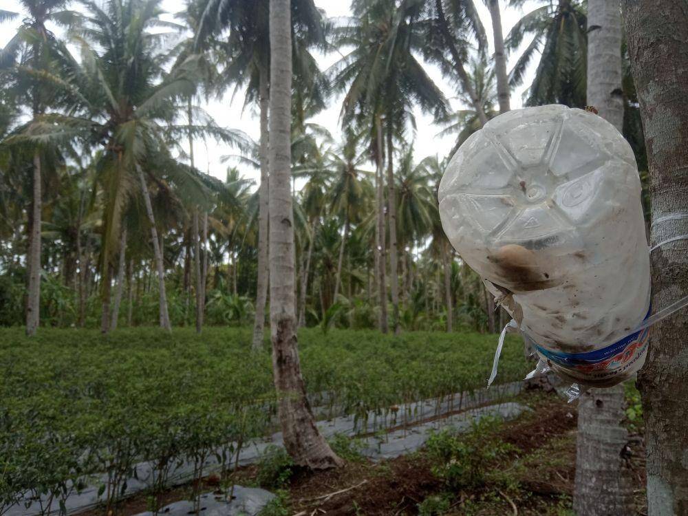 Perangkap lalat buah dengan memodifikasi botol air mineral. IDN Times/Mohamad Ulil Albab