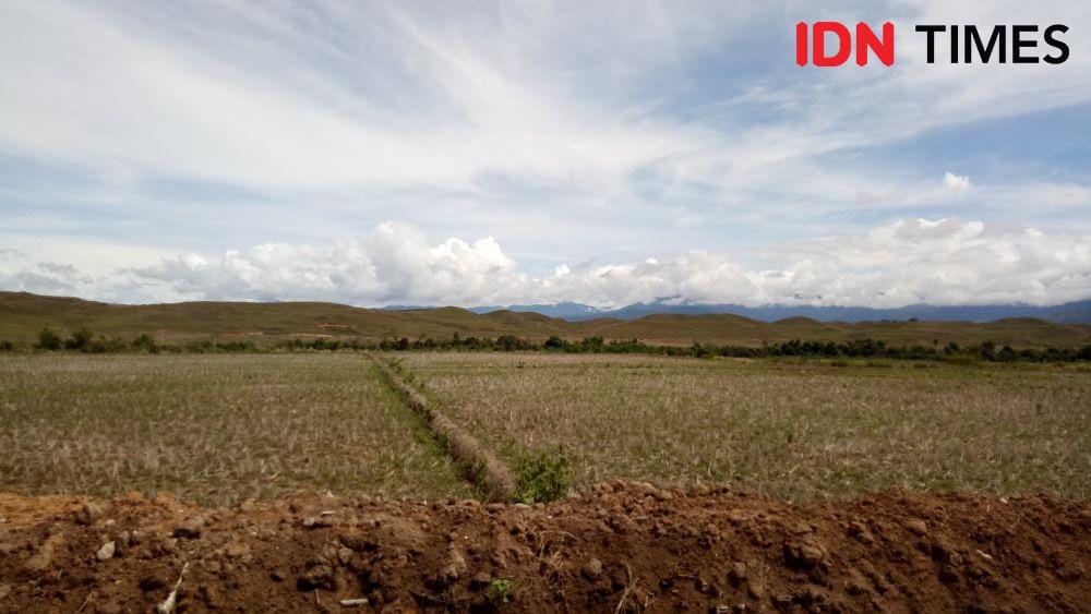 Masyarakat di Kecamatan Seko sebagian menggantungkan hidupnya dengan bertani. IDN Times/Asrhawi Muin