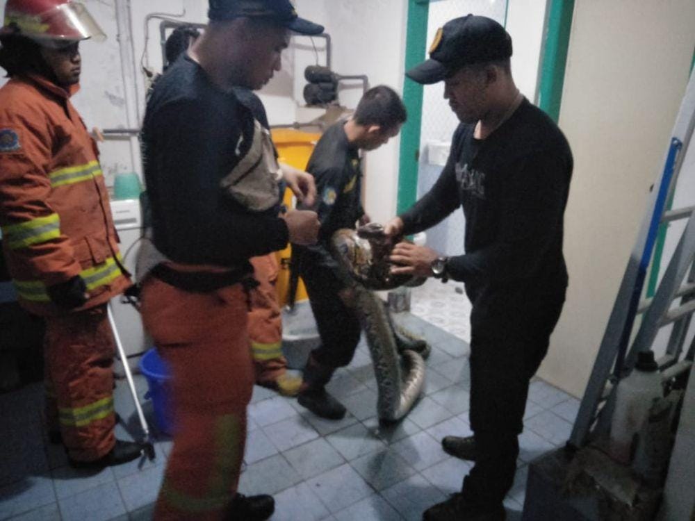 Evakuasi ular piton di rumah warga, Jumat malam (3/1). Sumber: BPB Linmas Kota Surabaya.