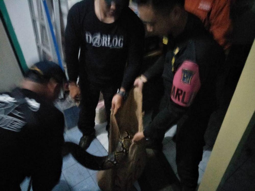 Evakuasi ular piton di rumah warga, Jumat malam (3/1). Sumber: BPB Linmas Kota Surabaya.