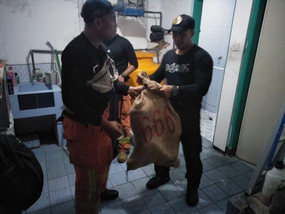 Evakuasi ular piton di rumah warga, Jumat malam (3/1). Sumber: BPB Linmas Kota Surabaya.