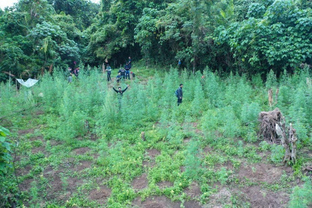Ladang ganja yang ditemukan Polres Bireuen (Dok. Polres Bireuen)