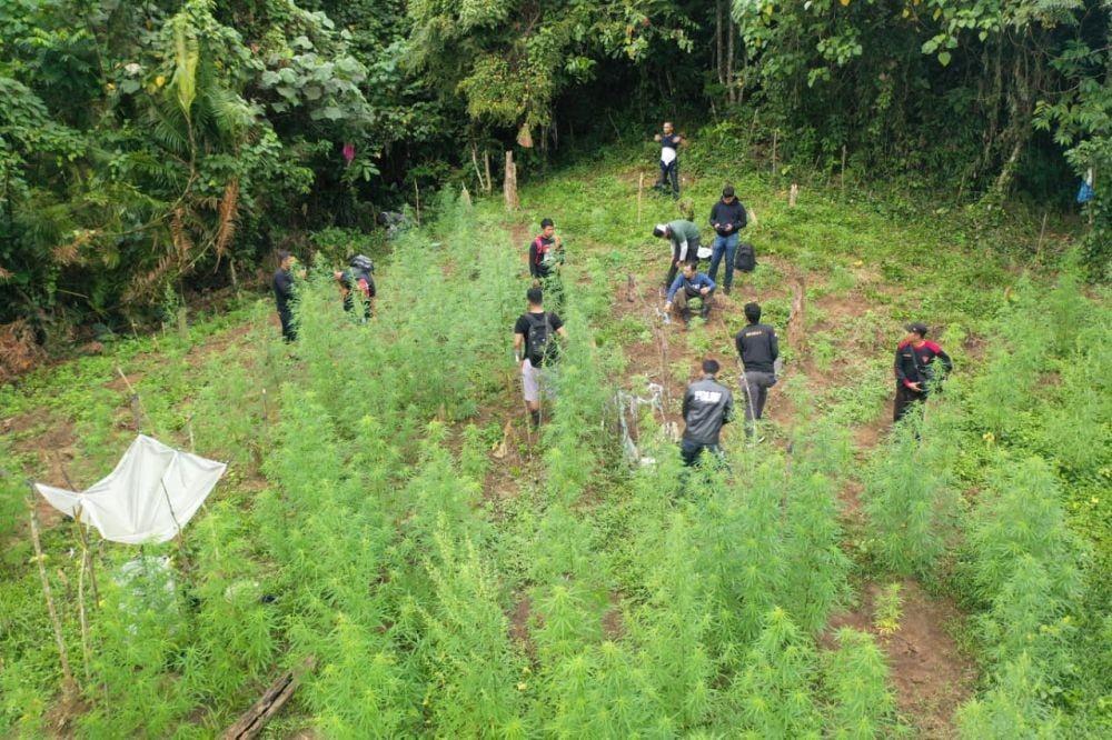 Ladang ganja yang ditemukan Polres Bireuen (Dok. Polres Bireuen)