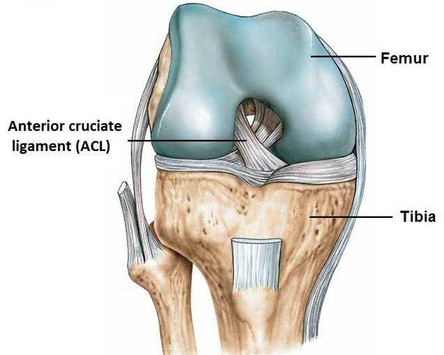 hip-knee.com