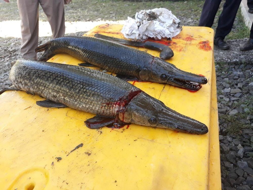 (Ikan aligator dipotong) Istimewa