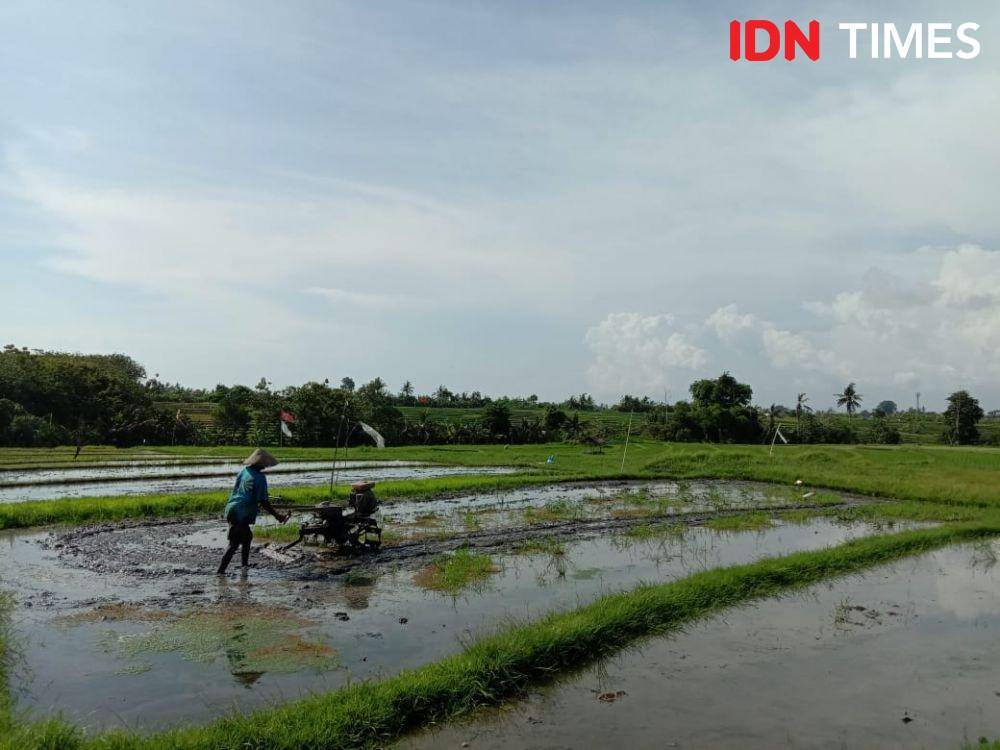 Ilustrasi petani membajak sawah pada air kotor. IDN Times/Ayu Afria