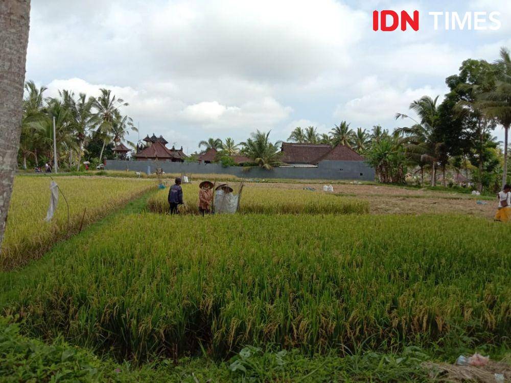 IDN Times/Ayu Afria