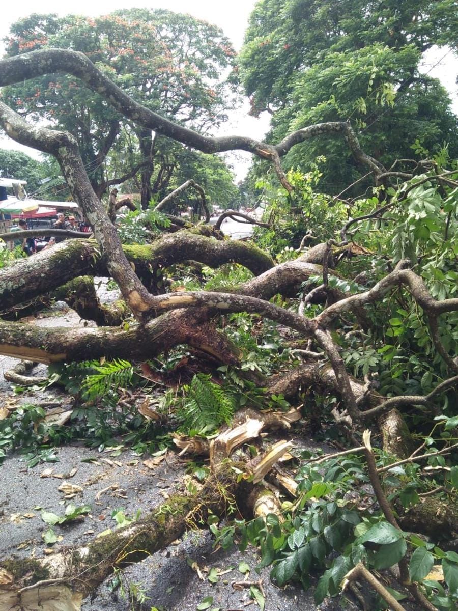 Pohon patah di Jalan Sultan Hasanuddin, Gowa / Istimewa