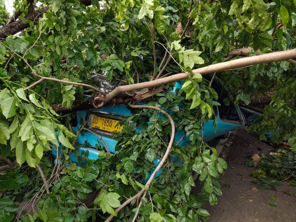 Angkutan umum di Makassar tertimpa pohon tumbang / Polrestabes Makassar