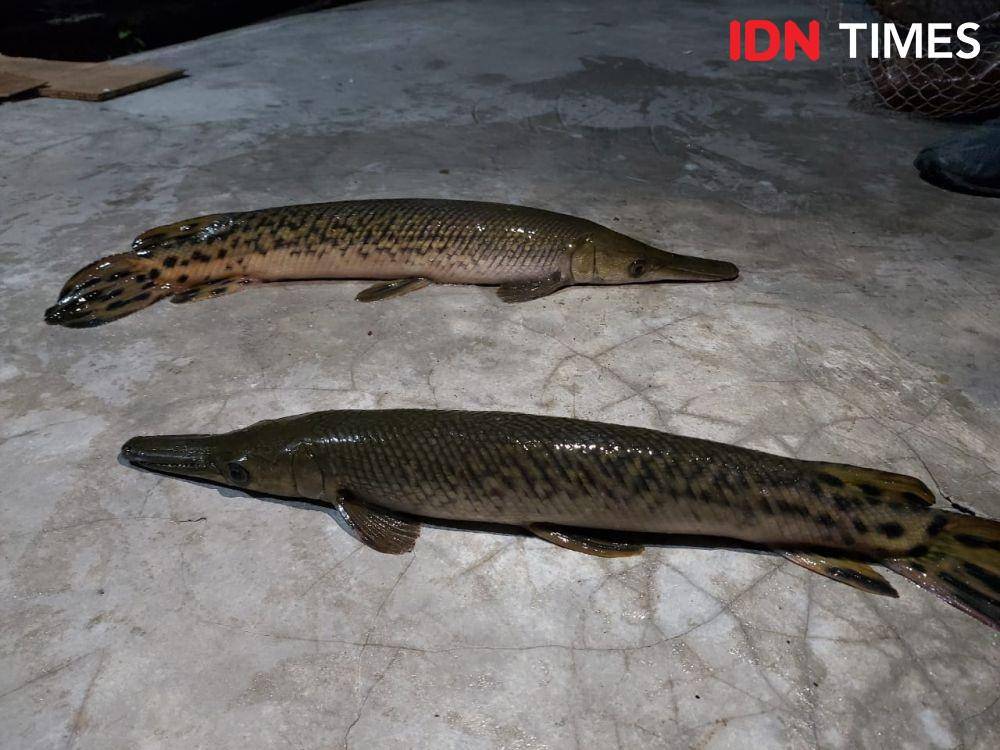 (Ikan Aligator milik Lapas Perempuan)IDN Times/Dok Lapas Perempuan Sukamiskin