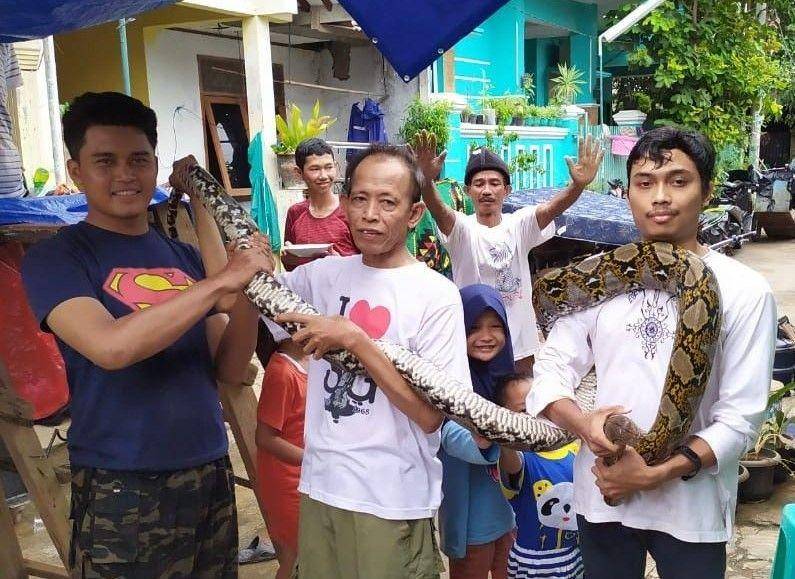 Arief (pemuda mengenakan kaos putih) sedang mengevakuasi ular (Dok. IDN Times/Istimewa)