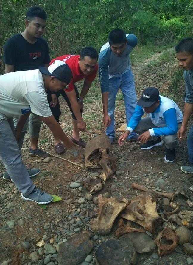 Kerangka Gajah Sumatra yang ditemukan di Aceh Jaya (Dok. Polres Aceh Jaya)