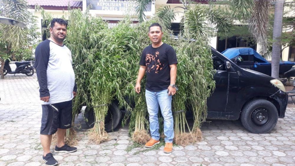 Puluhan batang ganja yang dibawa ke Mapolres Bireuen, untuk dijadikan barang bukti (Dok.Polres Bireuen)