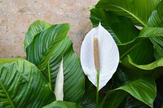 plantscapers.com