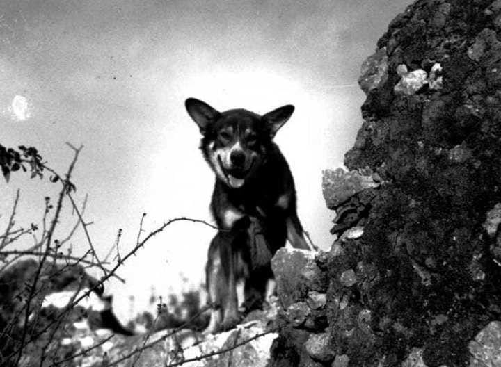 defensemedianetwork.com