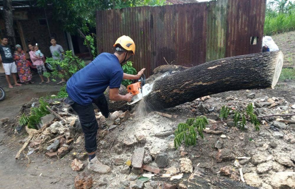 Petugas BPBD Kabupaten Bojonegoro membersihkan pohon tumbang di jalan raya. IDN Times/Istimewa