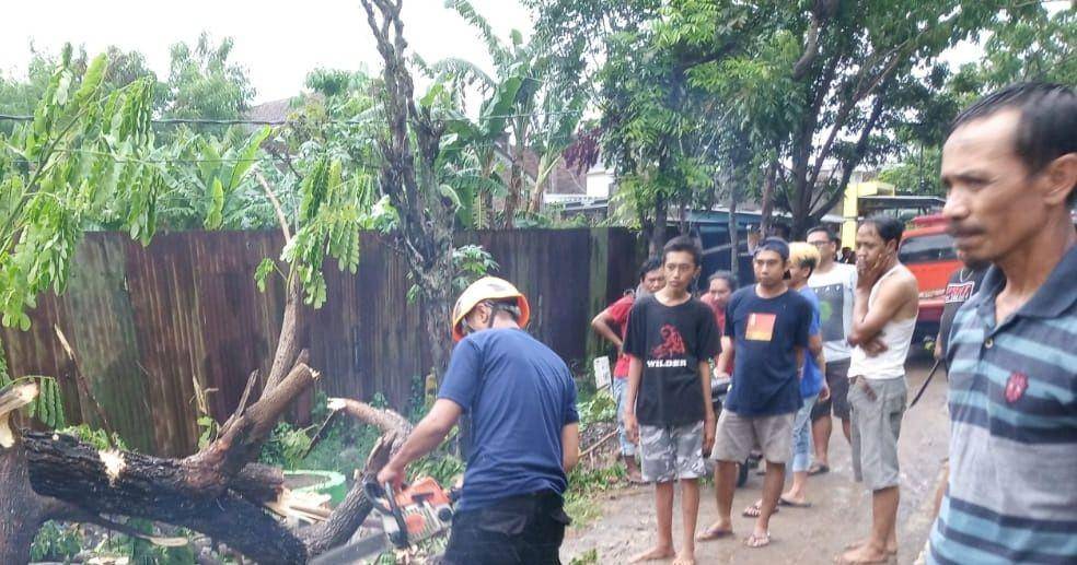 Petugas BPBD Kabupaten Bojonegoro tengah memotong pohon yang tumbang. IDN Times/Istimewa