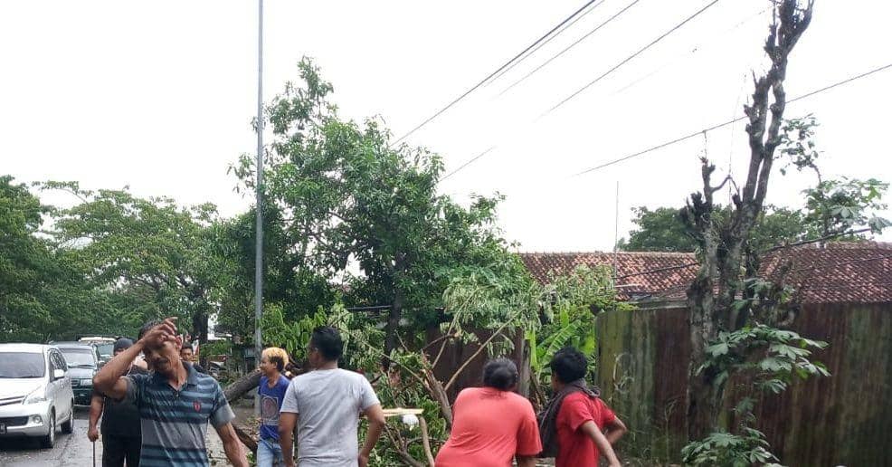 Sejumlah warga juga turut membantu memberikan pohon yang tumbang. IDN Times/Istimewa