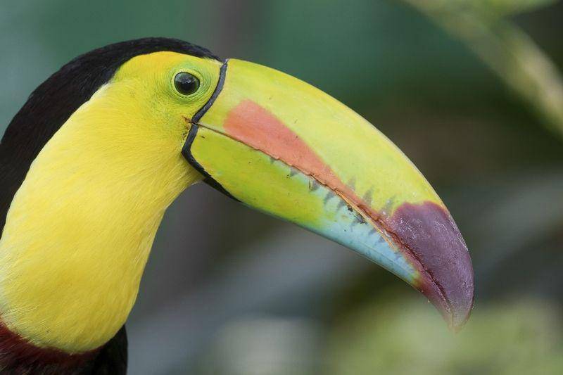 toucanrescueranch.org