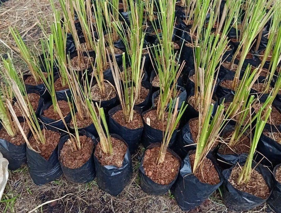 Tumbuhan Vertiver (istimewa)