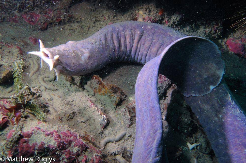 fishesofaustralia.net.au