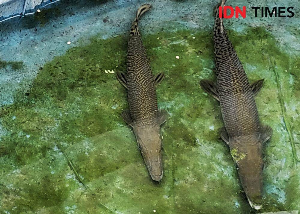 (Ikan Aligator peliharaan Lapas Perempuan Sukamiskin) IDN Times/Azzis Zulkhairil