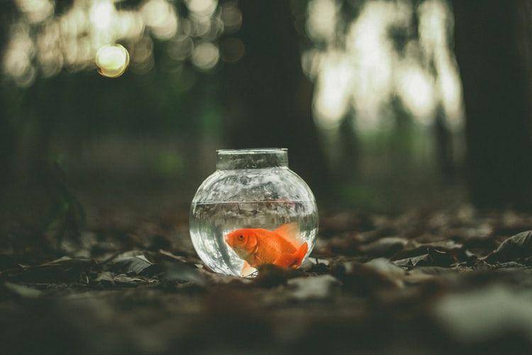 Unsplash/Ahmed Zayan