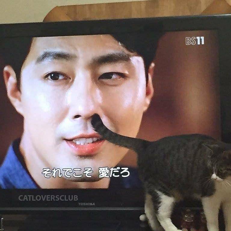 Instagram.com/cutemeowingcat