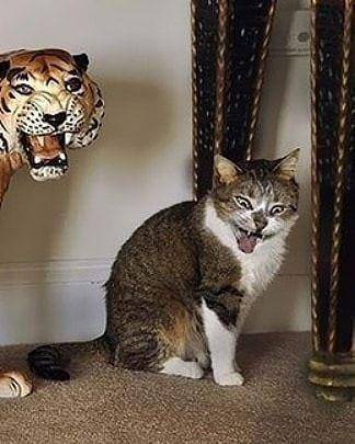 Instagram.com/cutemeowingcat