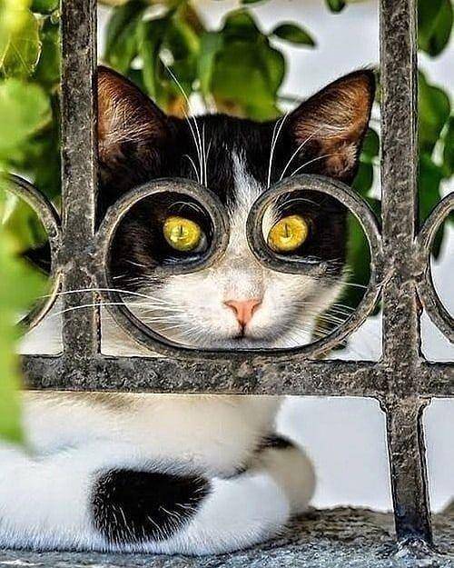 Instagram.com/cutemeowingcat