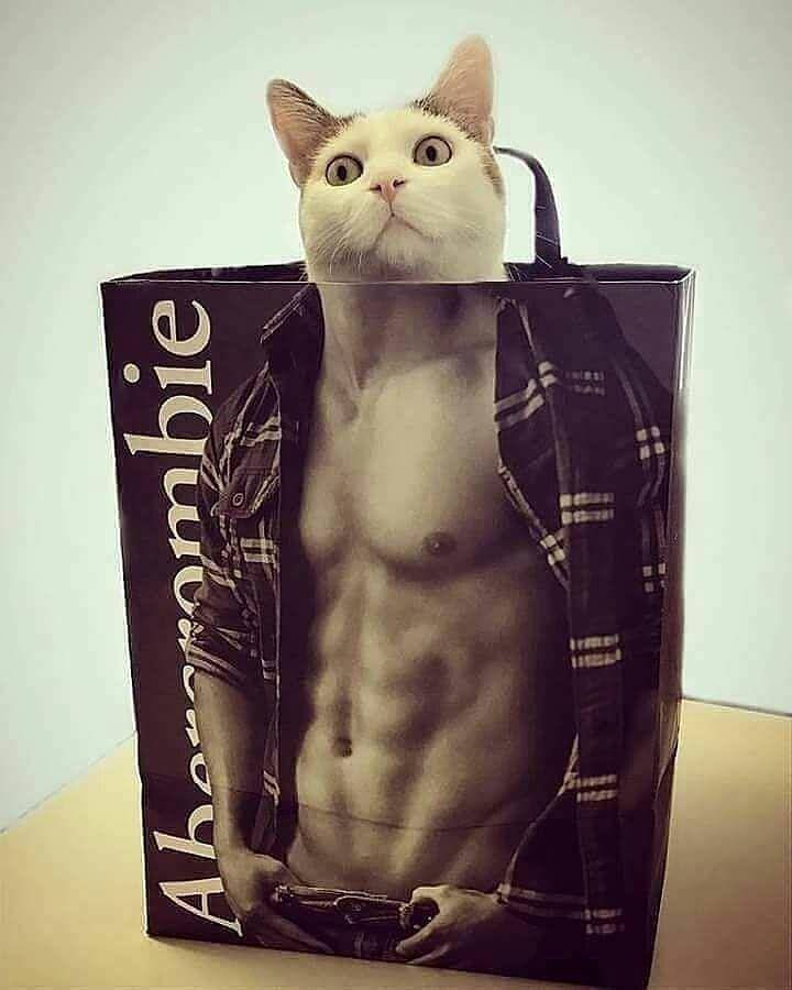 Instagram.com/cutemeowingcat