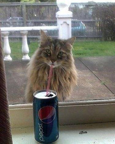 Instagram.com/cutemeowingcat