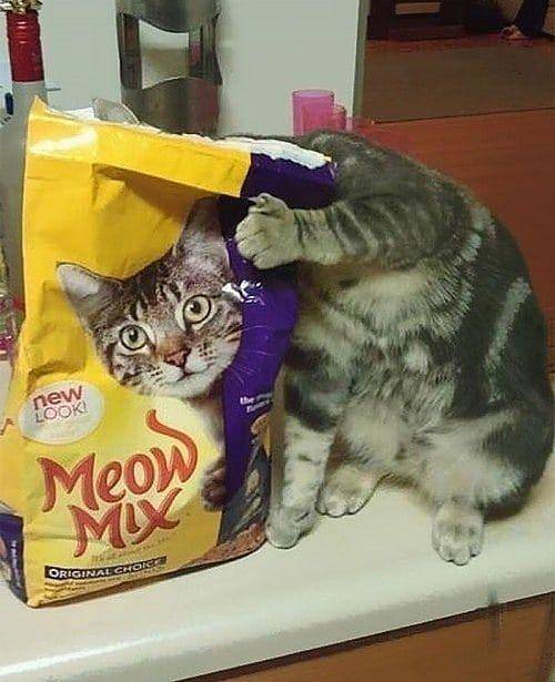 Instagram.com/cutemeowingcat