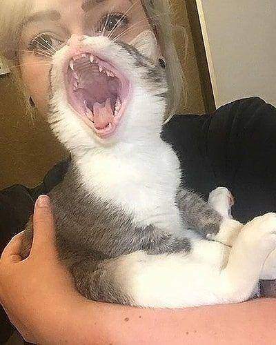 Instagram.com/cutemeowingcat