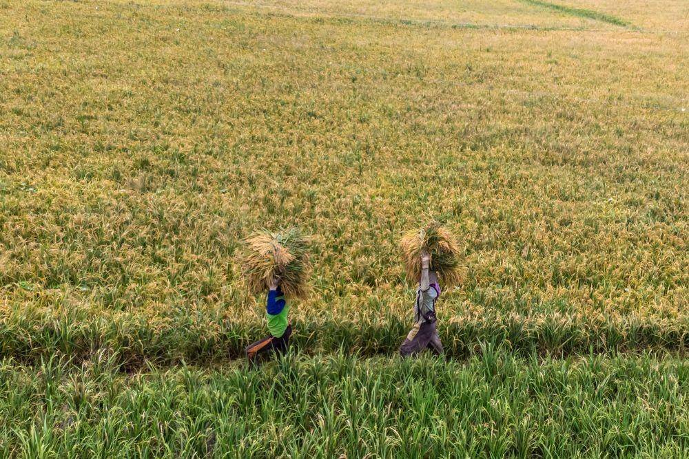 Ilustrasi petani memanggul gabah usai panen di areal persawahan padi. ANTARA FOTO/Aji Styawan