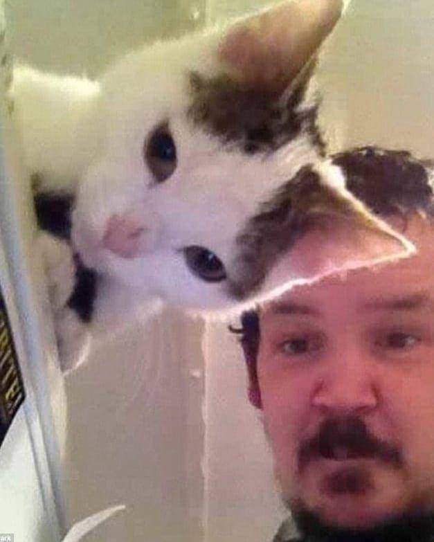 Instagram.com/cutemeowingcat