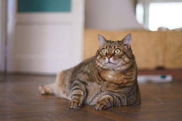 thesprucepets.com