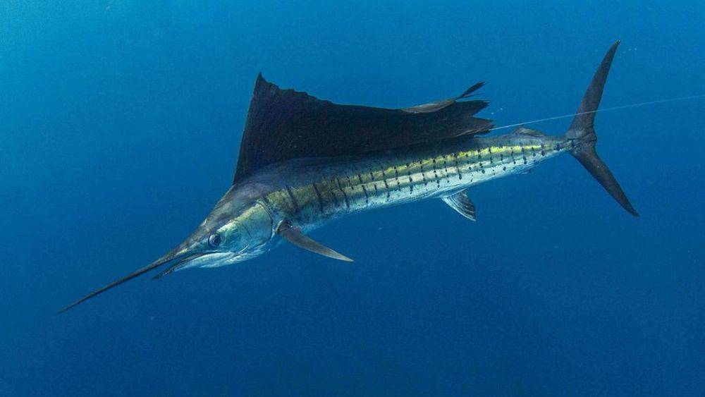 fishcostarica.org