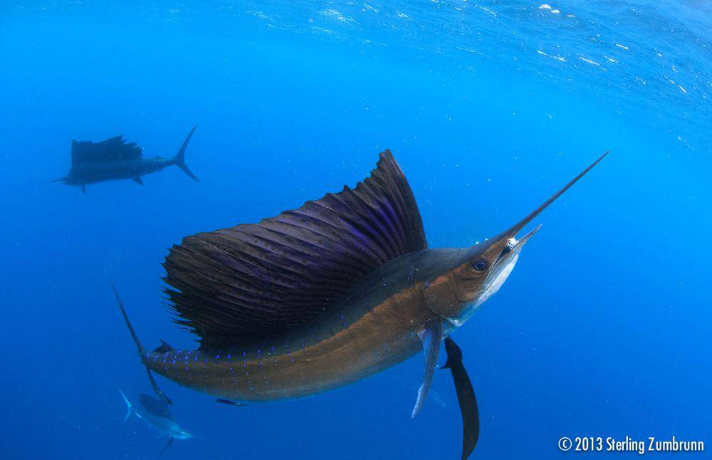 scubadiverlife.com