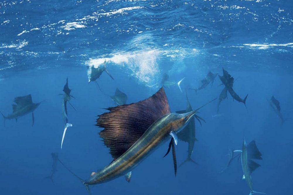 passportocean.com