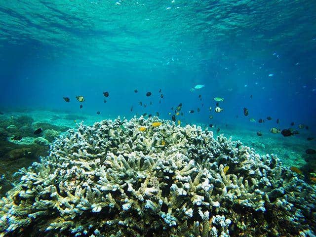 instagram.com/mermaid_anastasia/