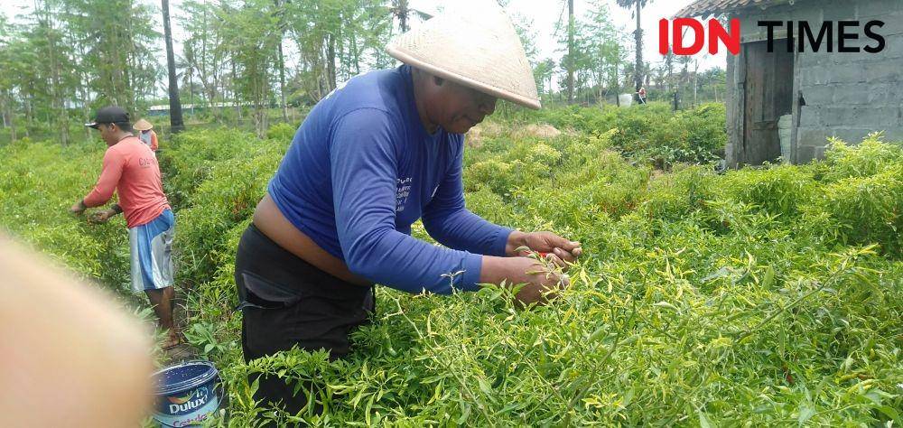Salah satu petani cabai merah besar imperial di lahan pasir Pantai Samas, Sargiman alias Glemboh. IDN Times/Daruwaskita