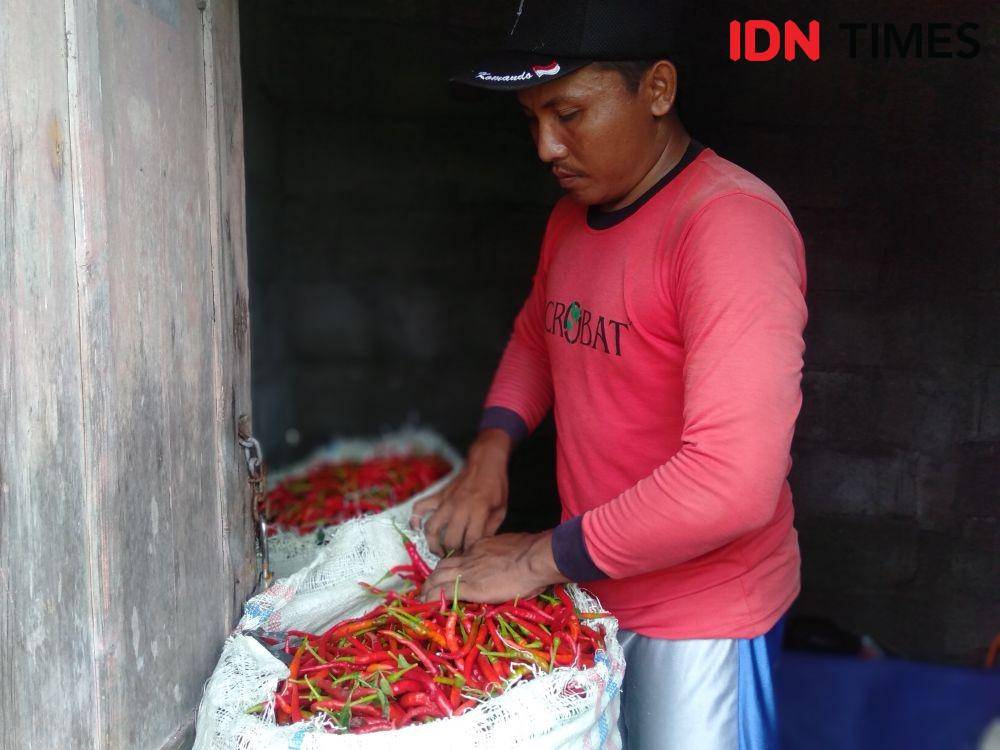 Panen cabai merah besar di lahan pasir Pantai Samas. IDN Times/Daruwaskita