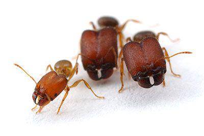 myrmecos.wordpress.com