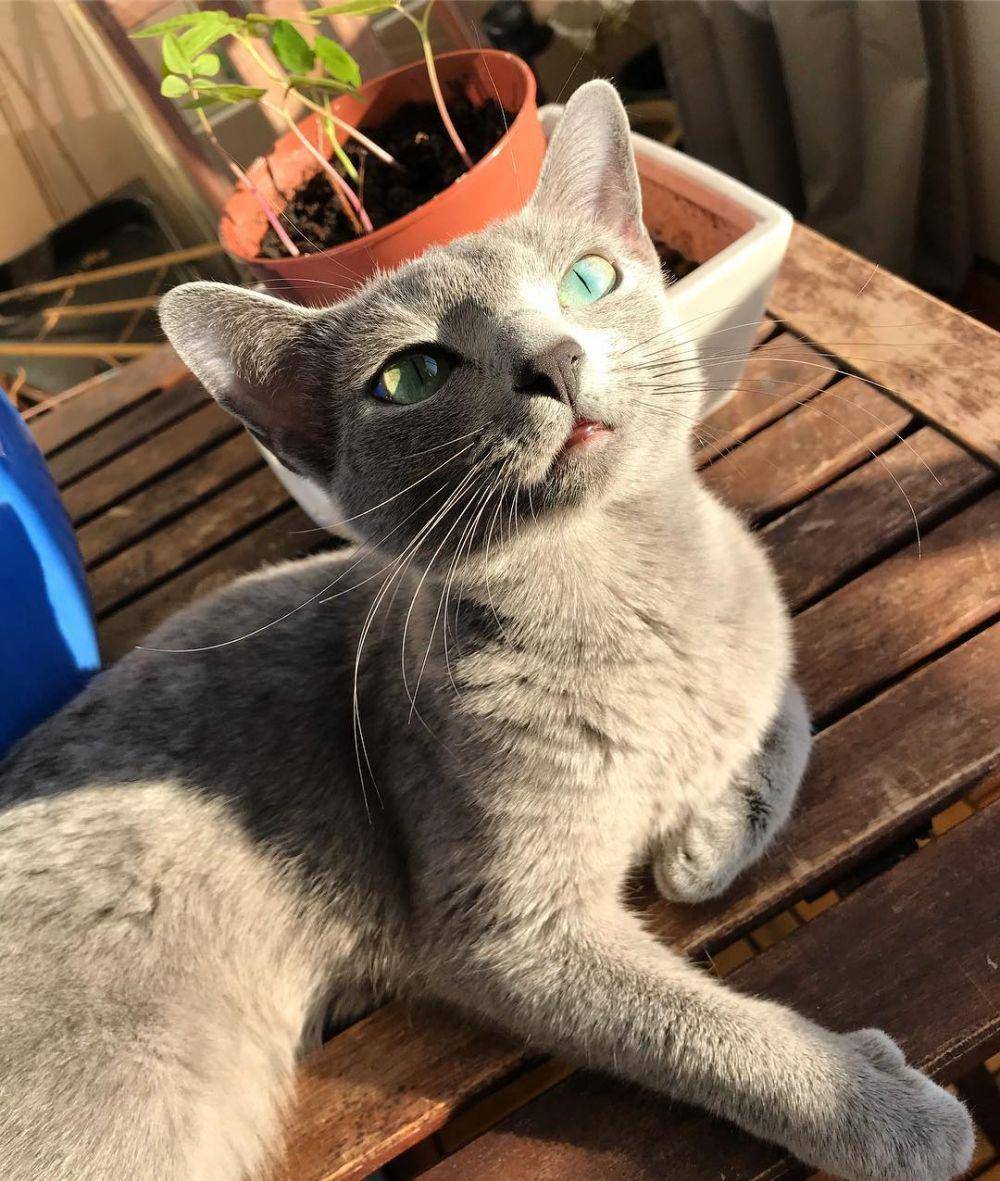 Instagram.com/russianbluecat