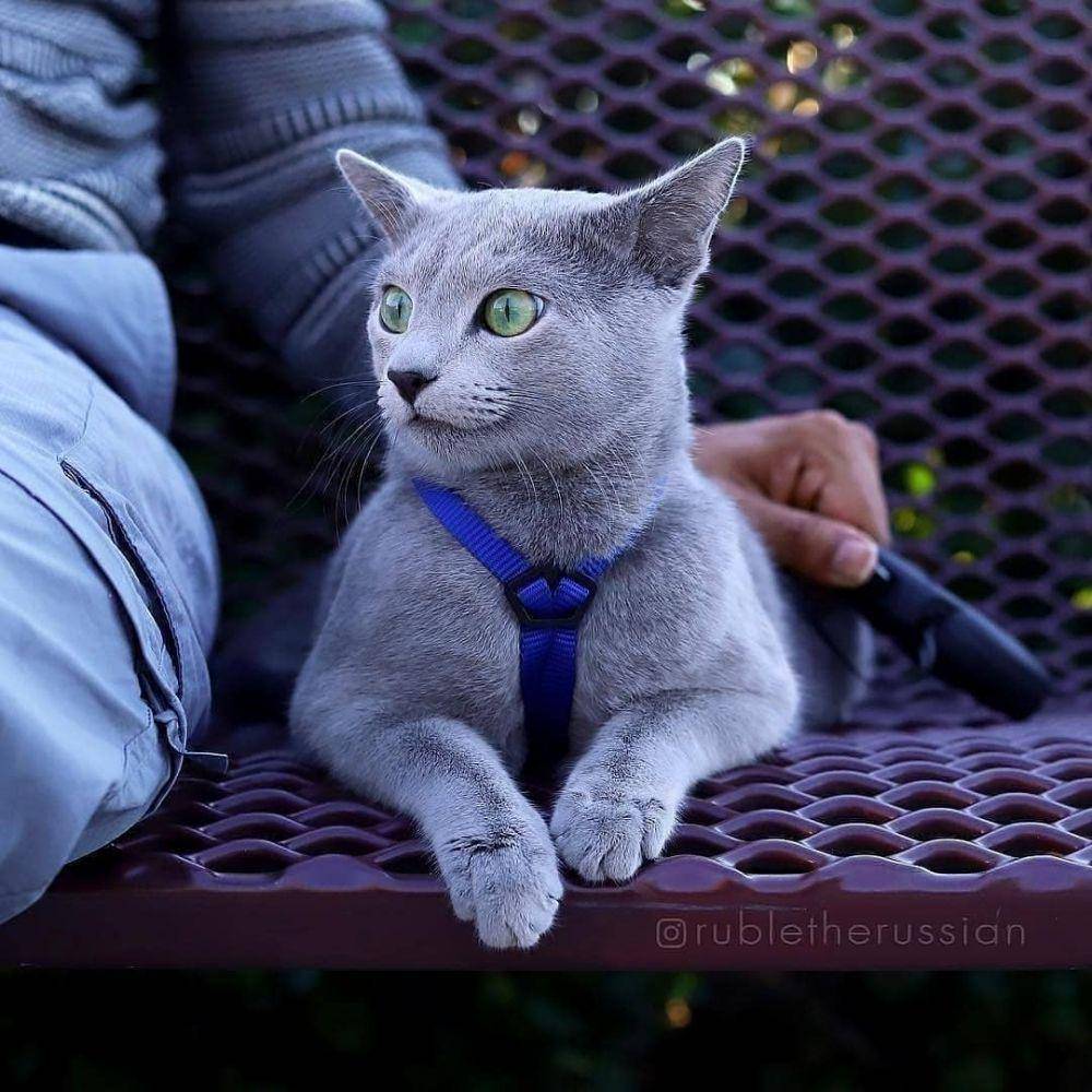 Instagram.com/cutemeowingcat