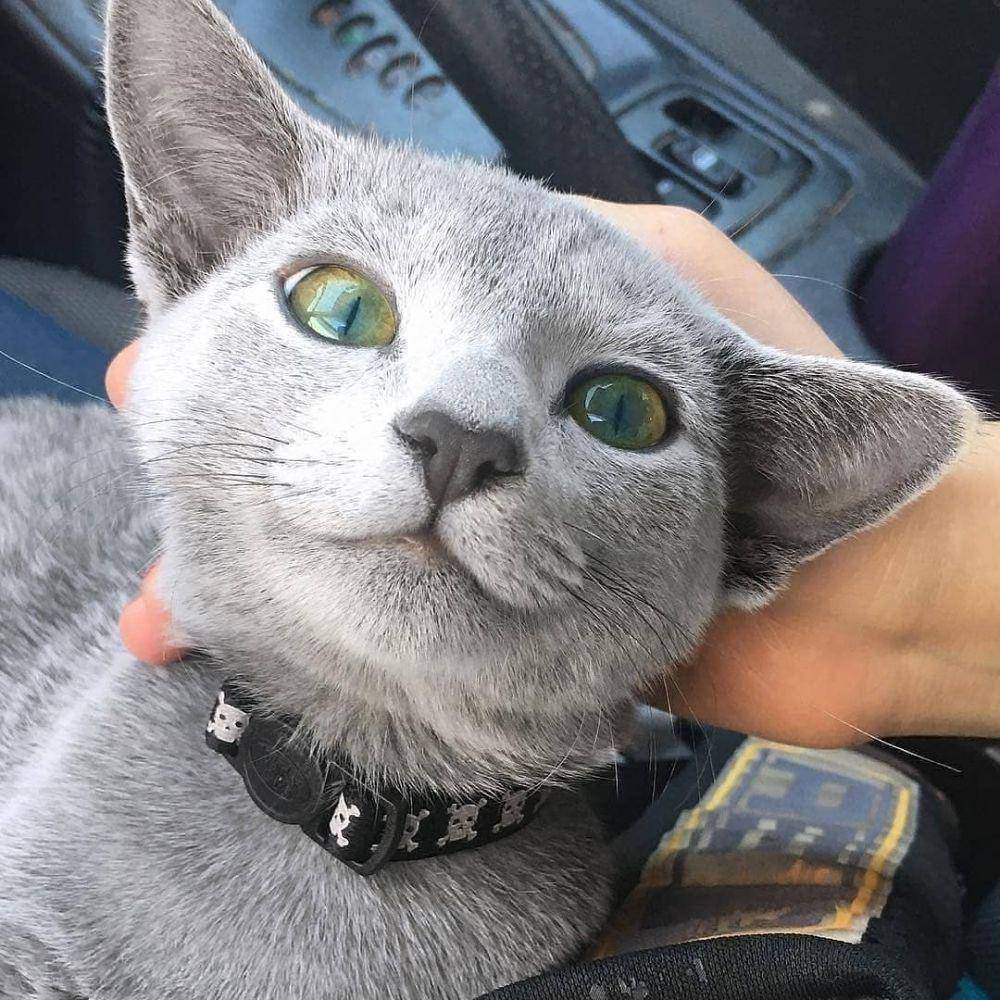 Instagram.com/cutemeowingcat